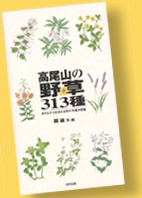 高尾山の野草313種